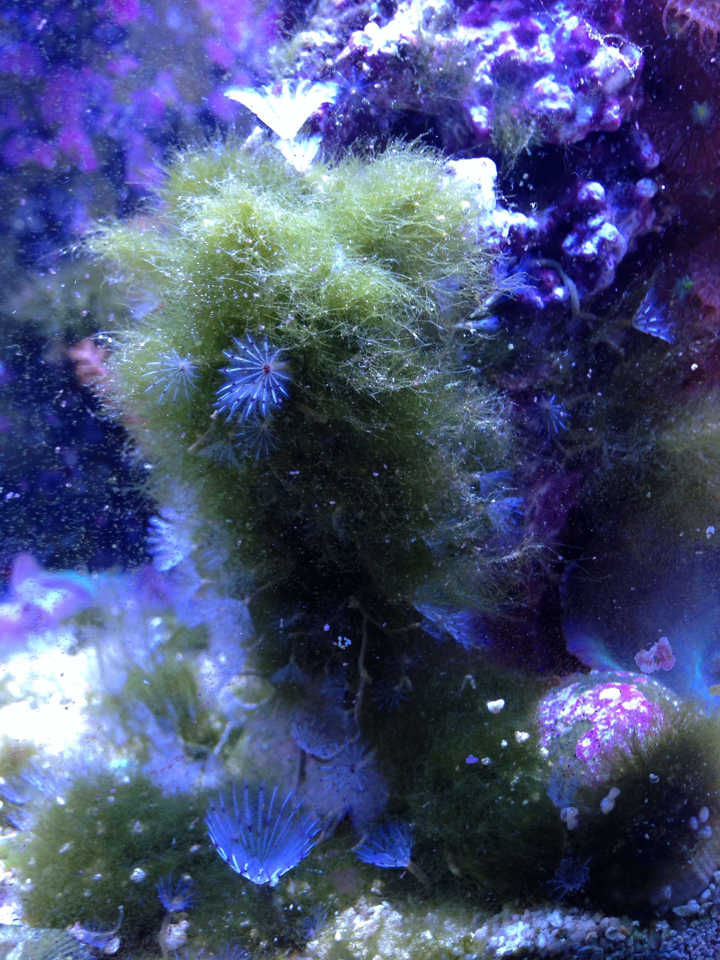 Best Ways to STOP Hair Algae | Aquarium Reef